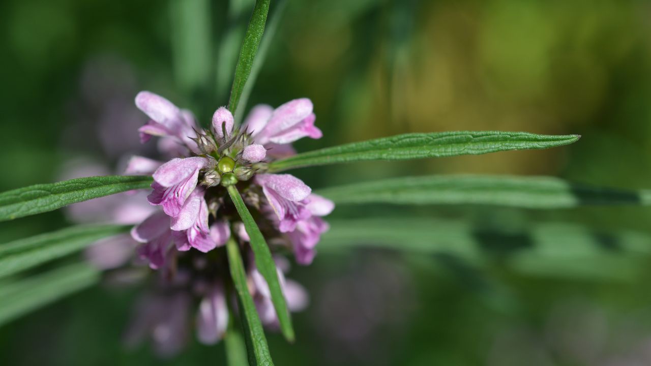mateřídouška rostlina